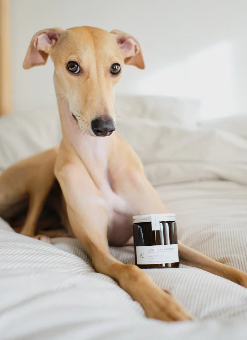 Sunshine Snoozes - Pet Friendly Candle